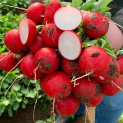 Rzodkiewka Ross BEJO 3394 f1 50 tyś. nasion precyzja st